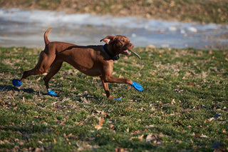 Dogs Can Have Allergies, Too! Here’s How To Help Your Pup Out.