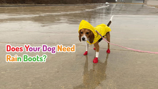 Does Your Dog Need Rain Boots?