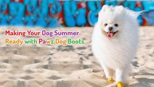 Making Your Dog Summer Ready With Pawz Dog Boots