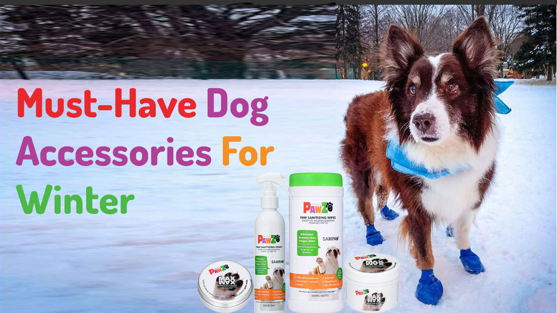 Must-Have Dog Accessories For Winter – PawzDogBoots