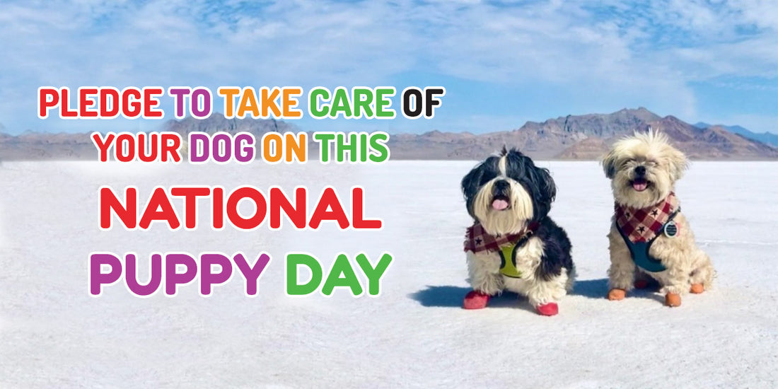 Pledge To Take Care Of Your Dog On This National Puppy Day