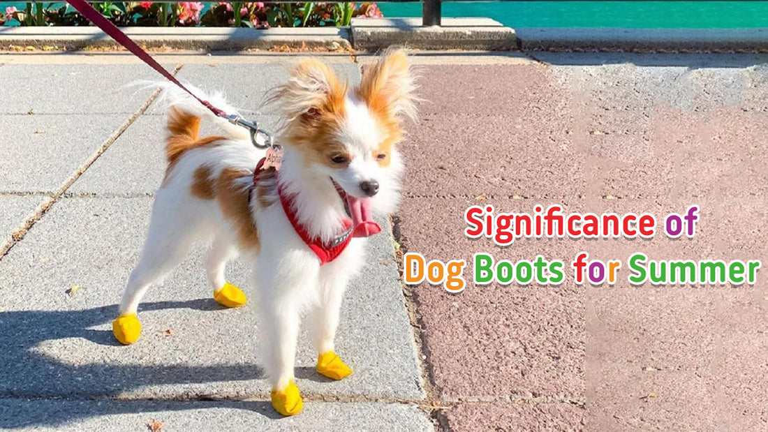 Significance Of Dog Boots For Summer