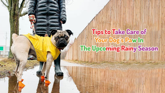 Tips To Take Care Of Your Dog’s Paw In The Upcoming Rainy Season