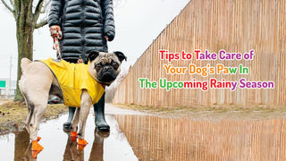 Tips To Take Care Of Your Dog’s Paw In The Upcoming Rainy Season