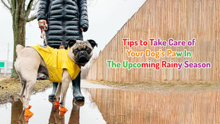 Tips To Take Care Of Your Dog’s Paw In The Rainy Season