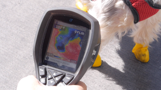 Your Dog's Paws Are Burning Off: Burnt Paw Signs, Care & Prevention
