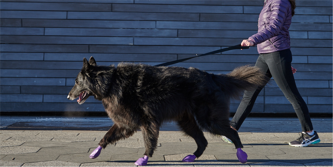 How To Put On PawZ Rubber Dog Boots PawzDogBoots