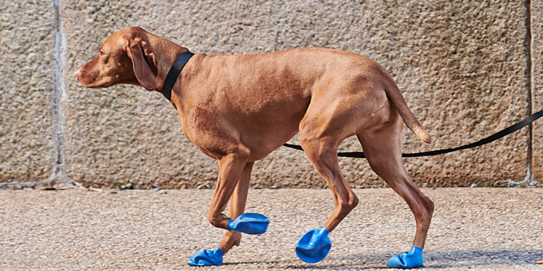 Dog on sale paw shoes