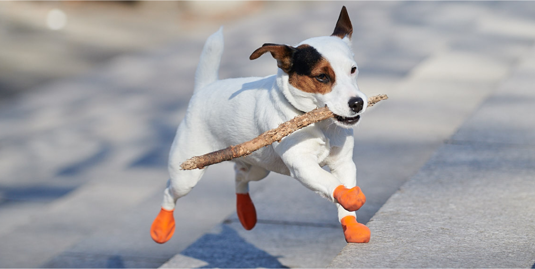 Pet barn 2025 dog boots