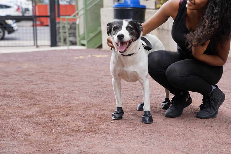 PawZ Rubber Dog Boots, 12 Boots, Classic Colors PawzDogBoots
