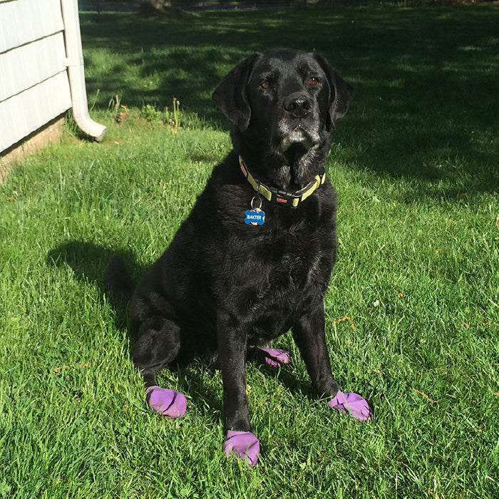 Large dog shop rain boots