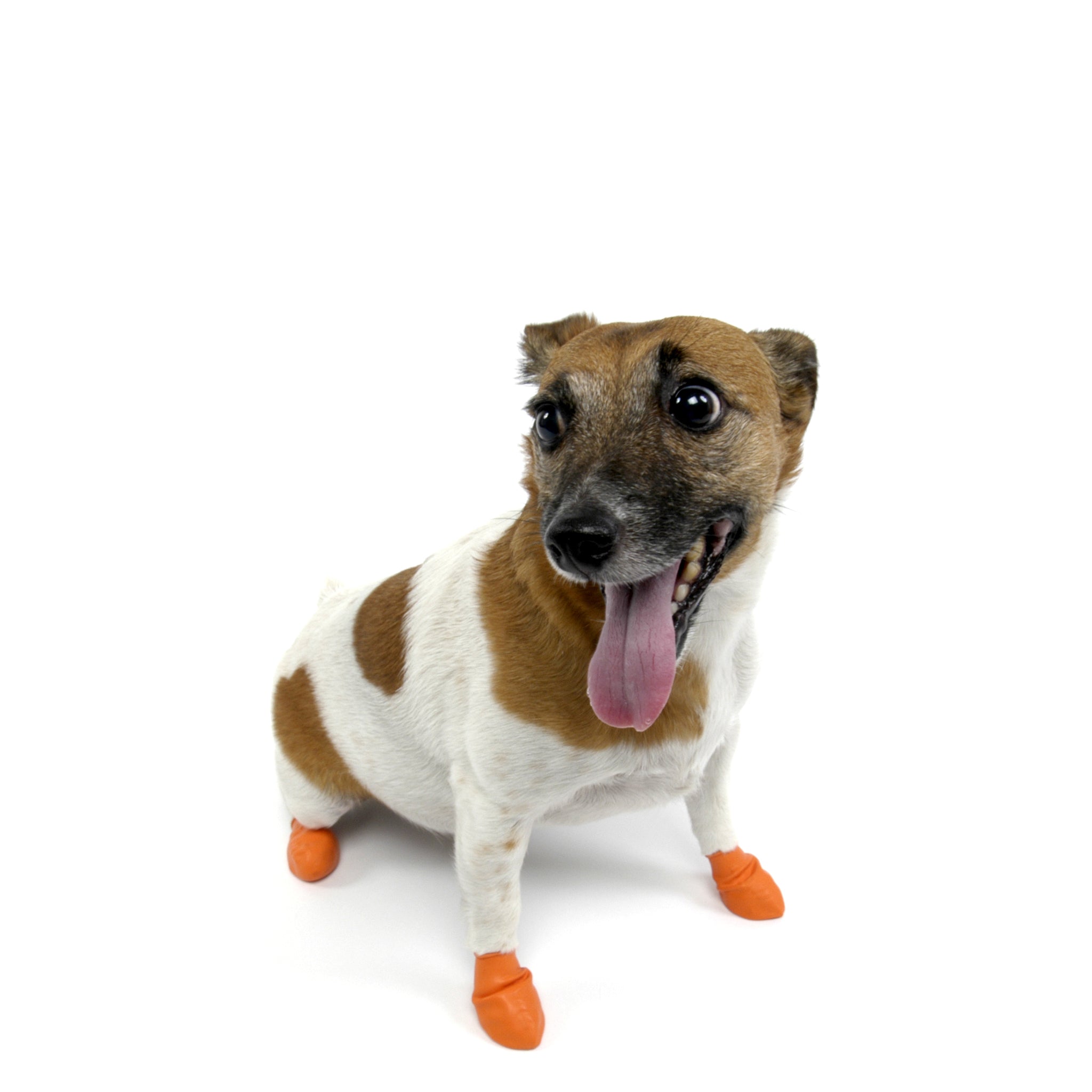 Rubber dog best sale paw covers