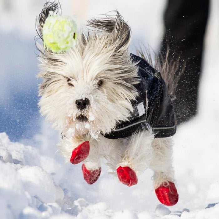 Rubber boots clearance for small dogs